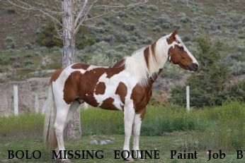 BOLO MISSING EQUINE Paint Job BY Chance, REWARD Near Reno, , 89502